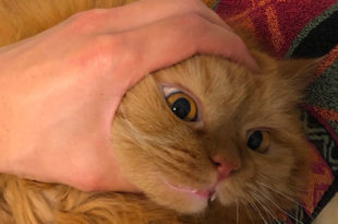 お猫様